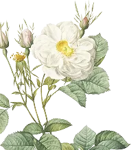 Floral Decoration