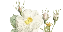 Floral Decoration