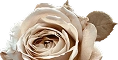 Floral Decoration