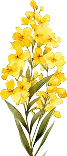 Floral Decoration